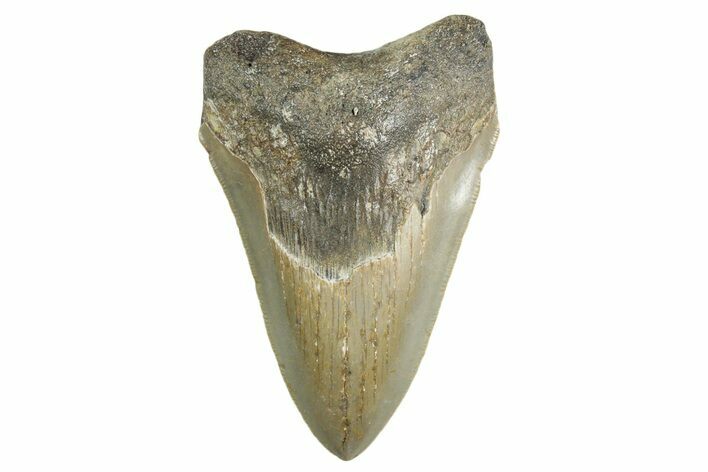 Serrated, Fossil Megalodon Tooth - North Carolina #355717